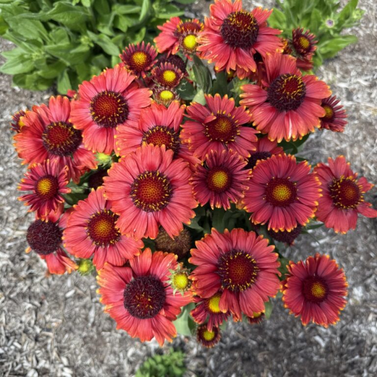 Gaillardia aristata Balgailrey113 Low Rider PPAF Low Rider Blanket Flower