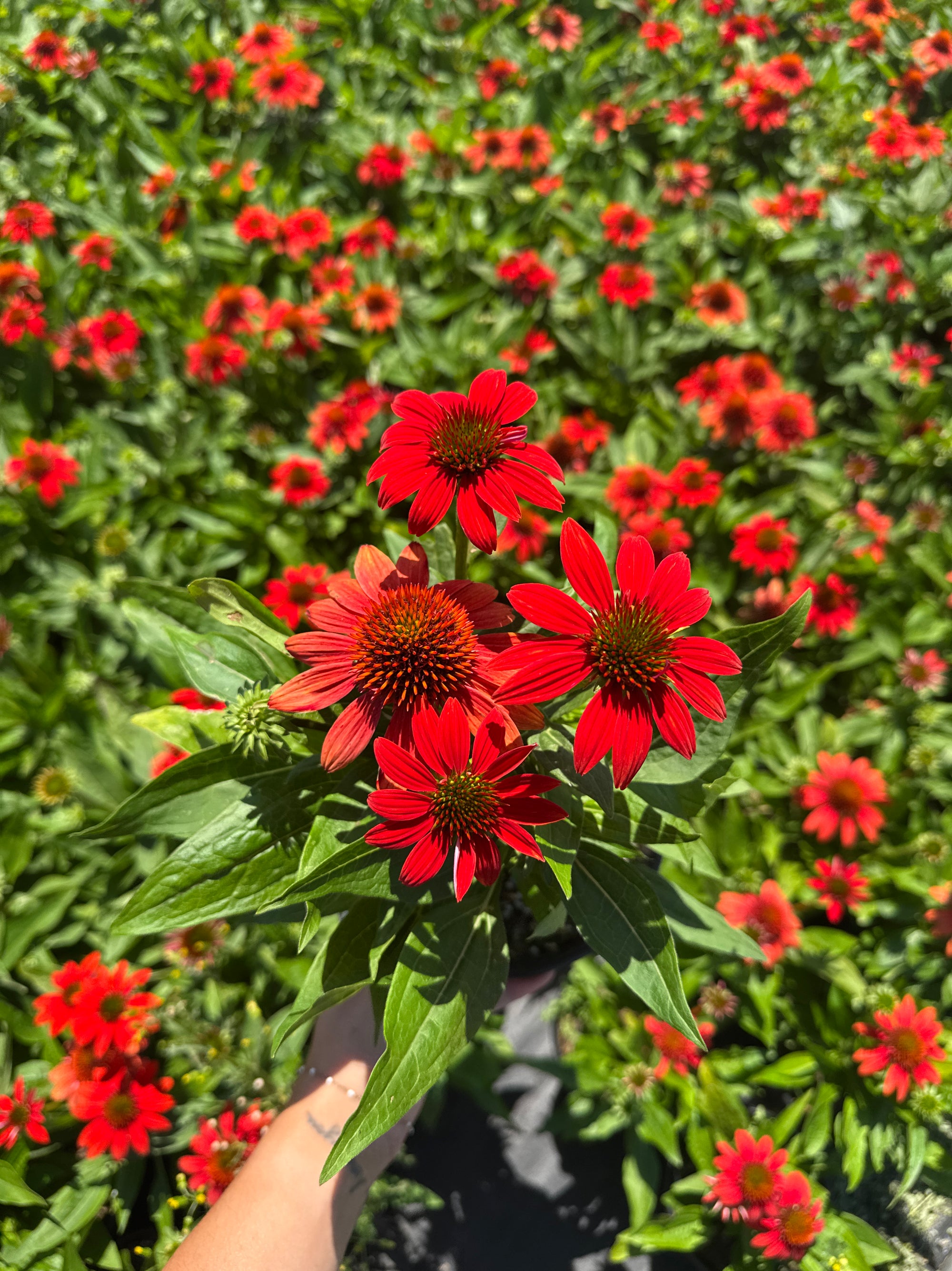 Echinacea x Fiesta Orange PP33170 Fiesta Orange Coneflower