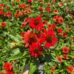 Echinacea x Sombrero Fiesta Orange PP33170 Fiesta Orange Coneflower