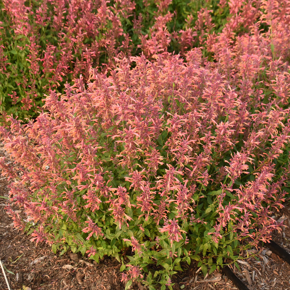 Agastache x Guava Lava PP36001 Guava Lava Anise Hyssop