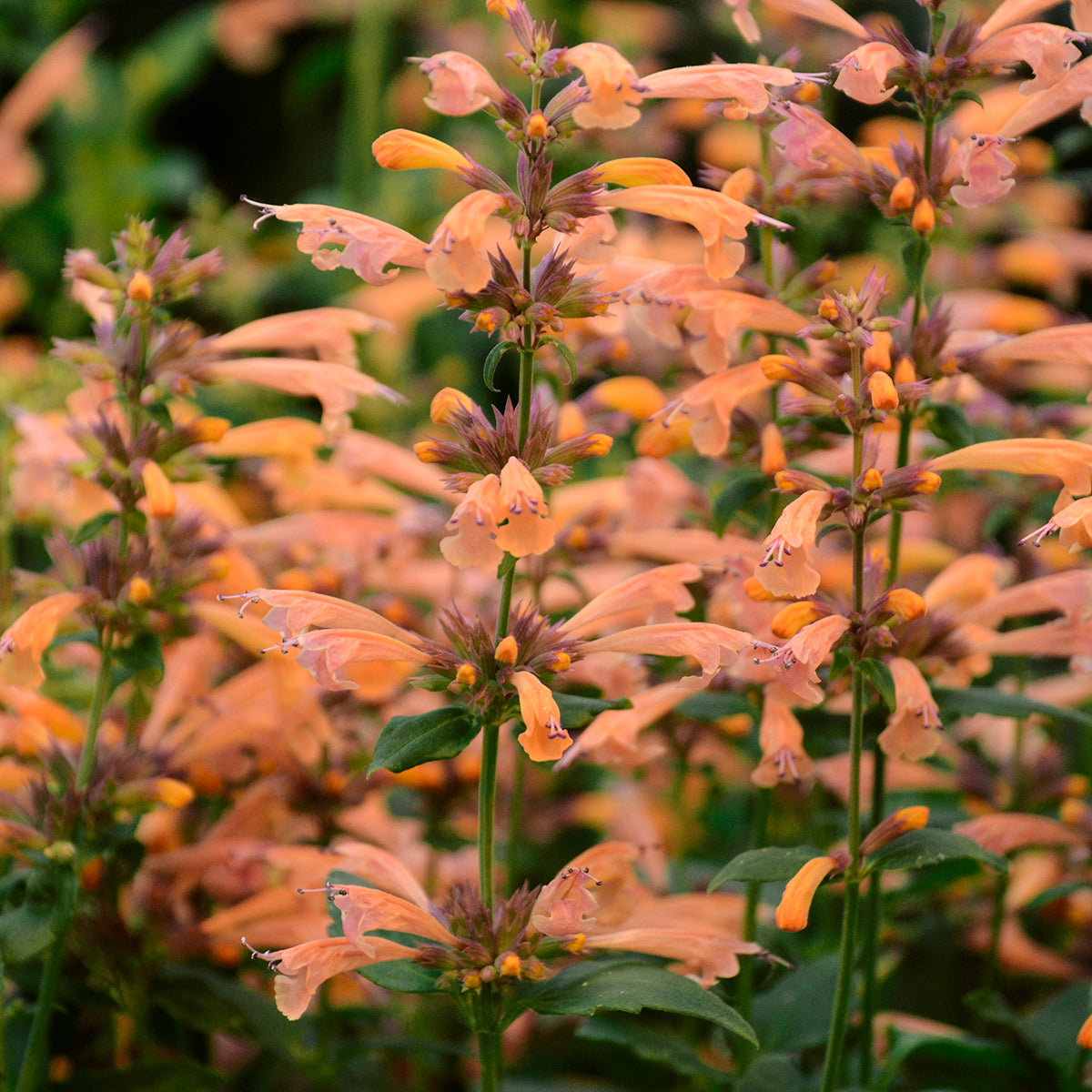 Agastache x Mango Tango PP28747 Mango Tango Anise Hyssop