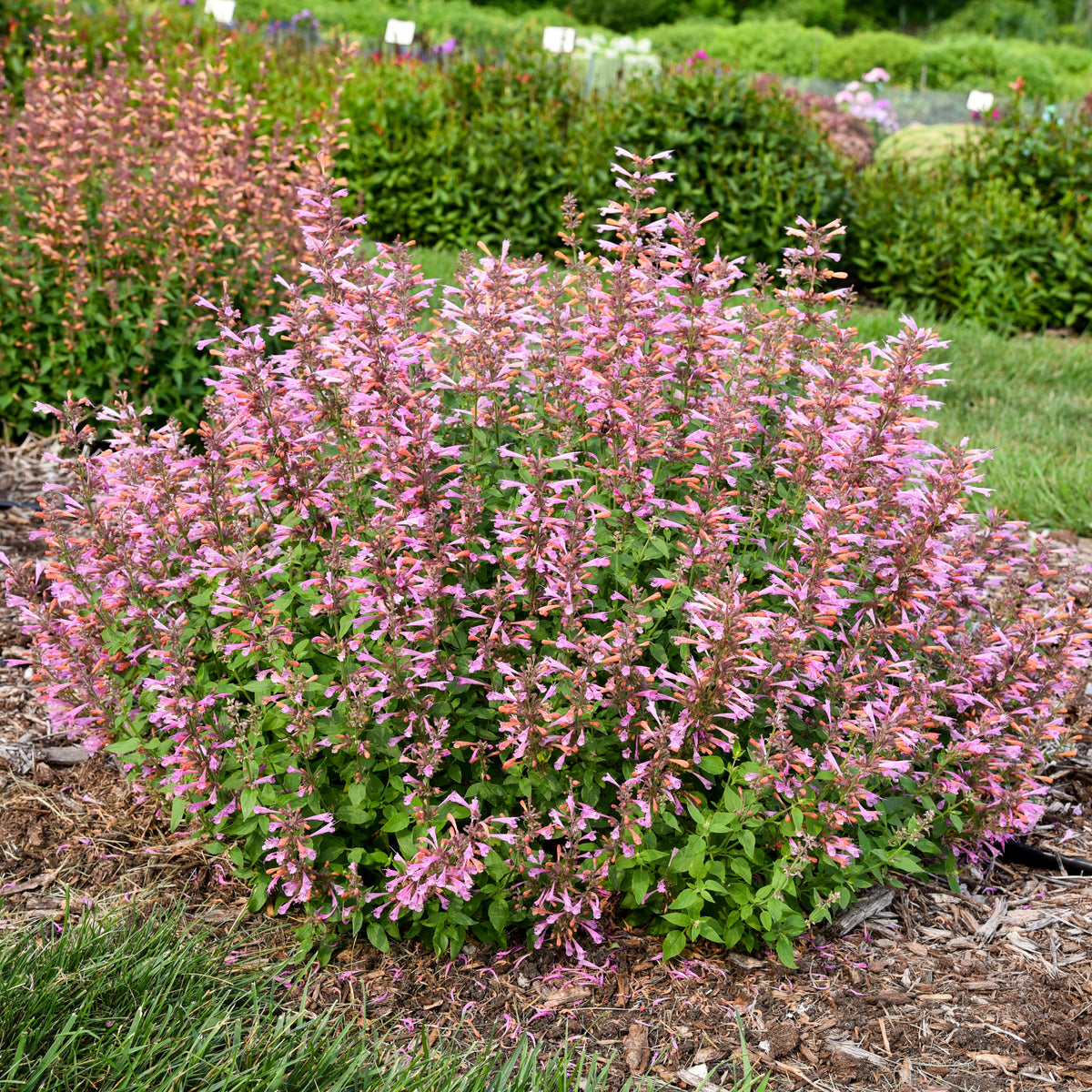 Agastache x Pinky Pie PP36814 Pinky Pie Anise Hyssop