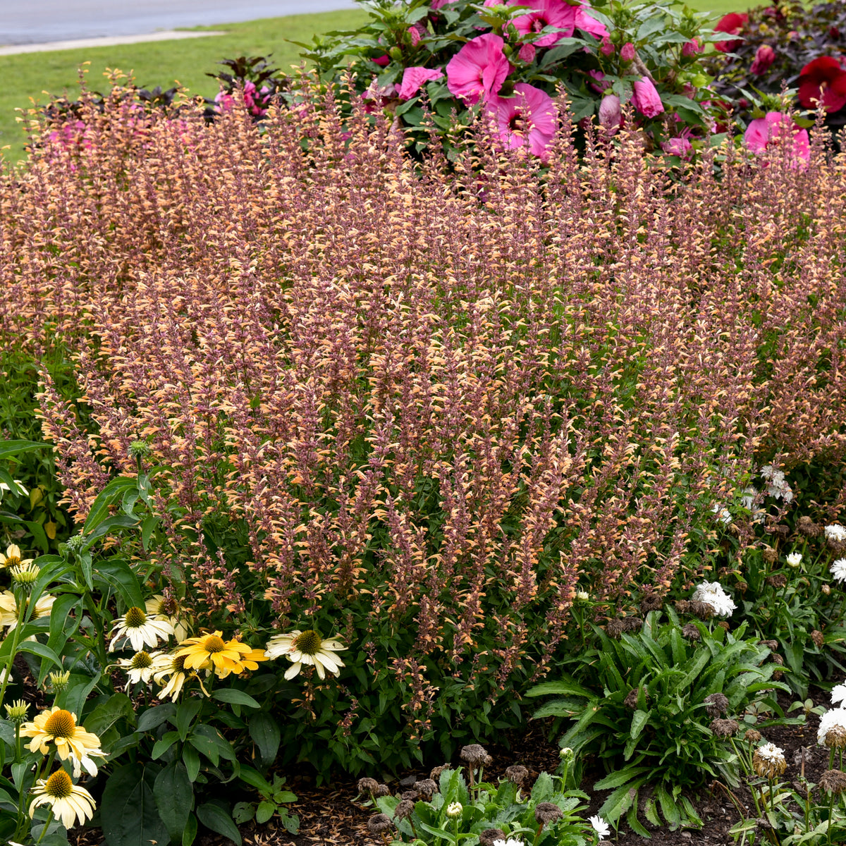 Agastache x Queen Nectarine PP34896, CPBRAF Queen Nectarine Anise Hyssop
