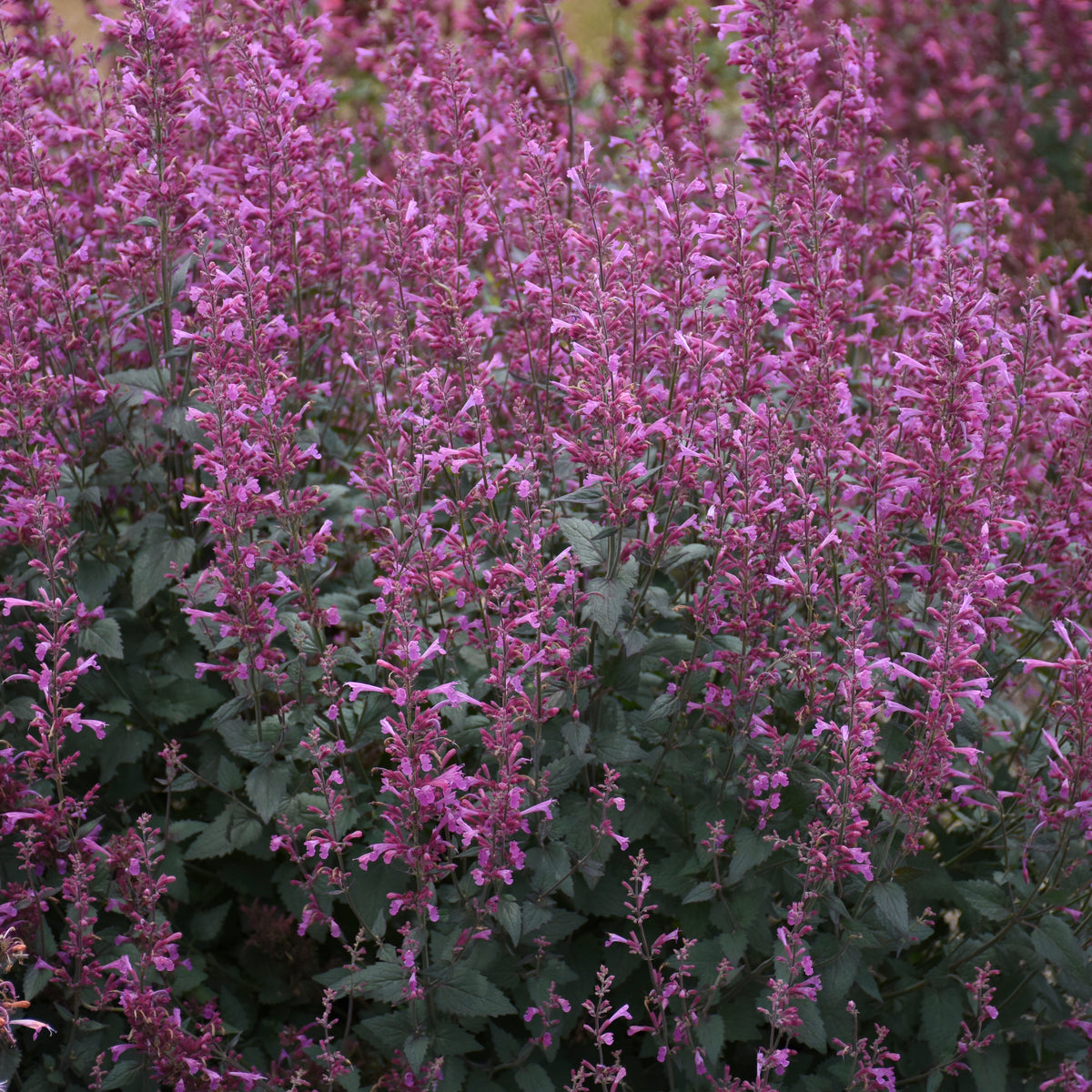 Agastache x Royal Raspberry PP34910, CPBRAF Royal Raspberry Anise Hyssop