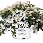 Hydrangea x USHYD0405 Fairytrail Bride PP 31120 Fairytrail Bride Cascade Hydrangea