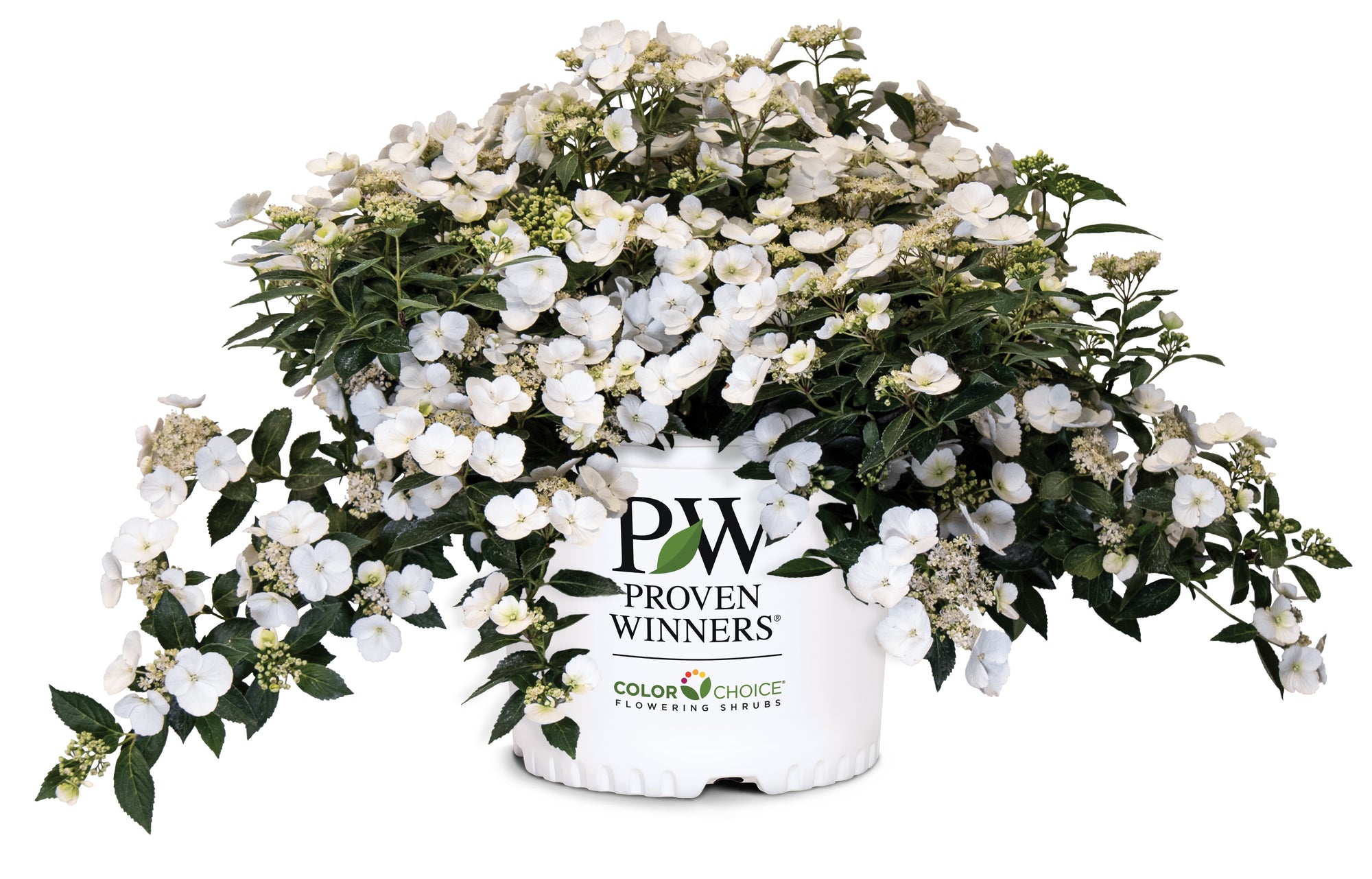 Hydrangea x USHYD0405 Fairytrail Bride PP 31120 Fairytrail Bride Cascade Hydrangea