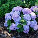 Hydrangea macrophylla x serrata SMNHSME Let's Dance Sky View PP34327, CAN7588 Let's Dance Sky View Bigleaf Hydrangea