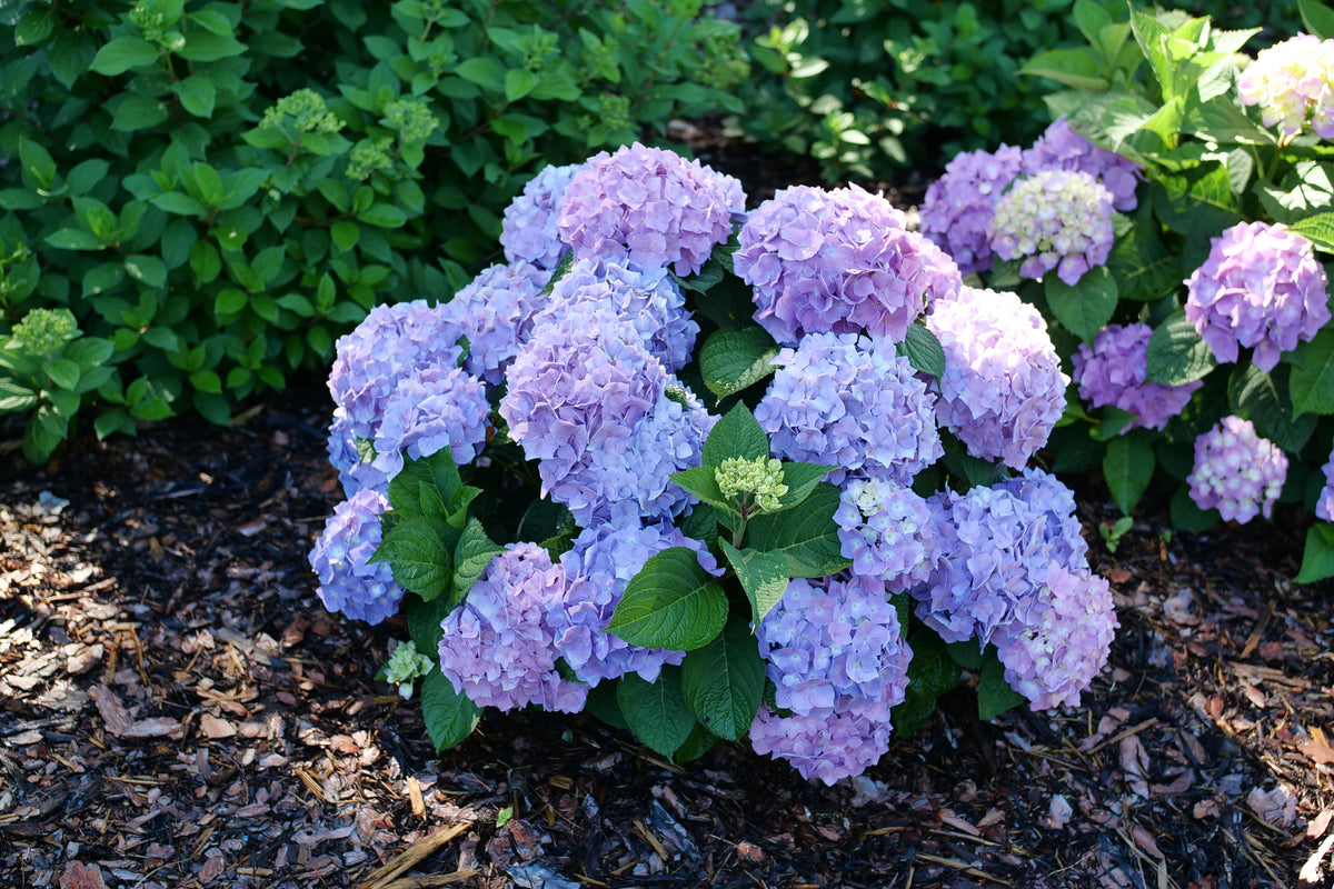 Hydrangea macrophylla x serrata SMNHSME Let's Dance Sky View PP34327, CAN7588 Let's Dance Sky View Bigleaf Hydrangea