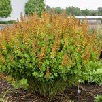 Baptisia x Cherries Jubilee PP23907, CP5332 Cherries Jubilee False Indigo