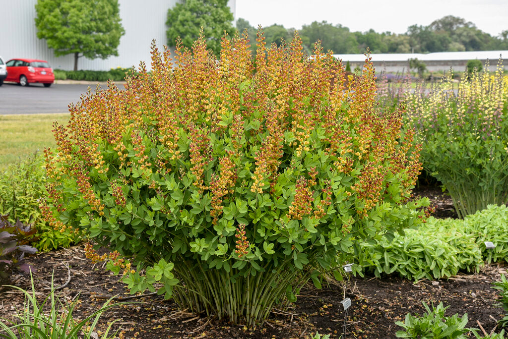 Baptisia x Cherries Jubilee PP23907, CP5332 Cherries Jubilee False Indigo