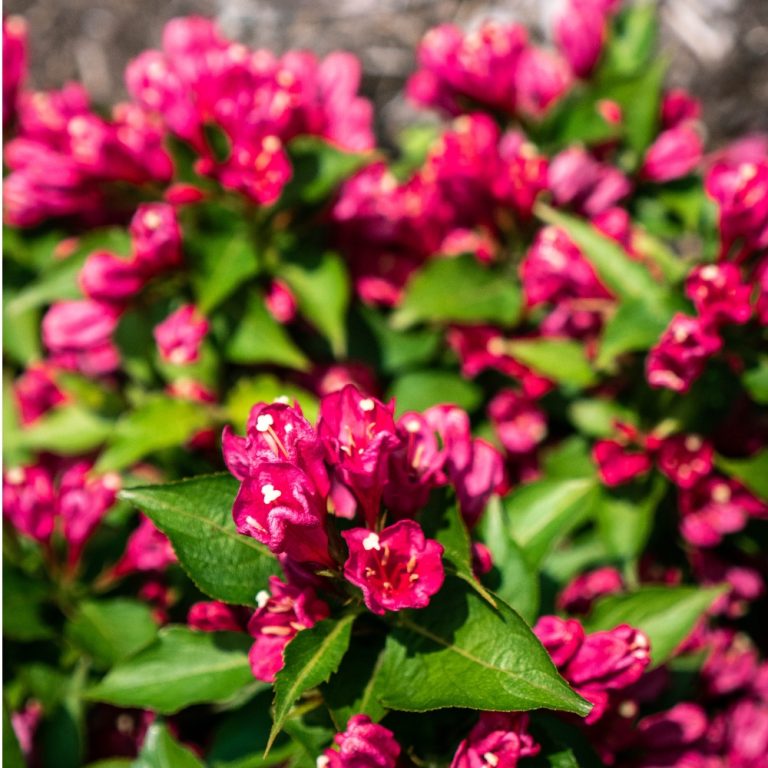 Weigela x Watermelon Kisses JS4 USPPAF, CPBRAF Watermelon Kisses Weigela