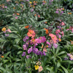 Erysimum linifolium Erysistible Magenta Erysistible Magenta Wallflower