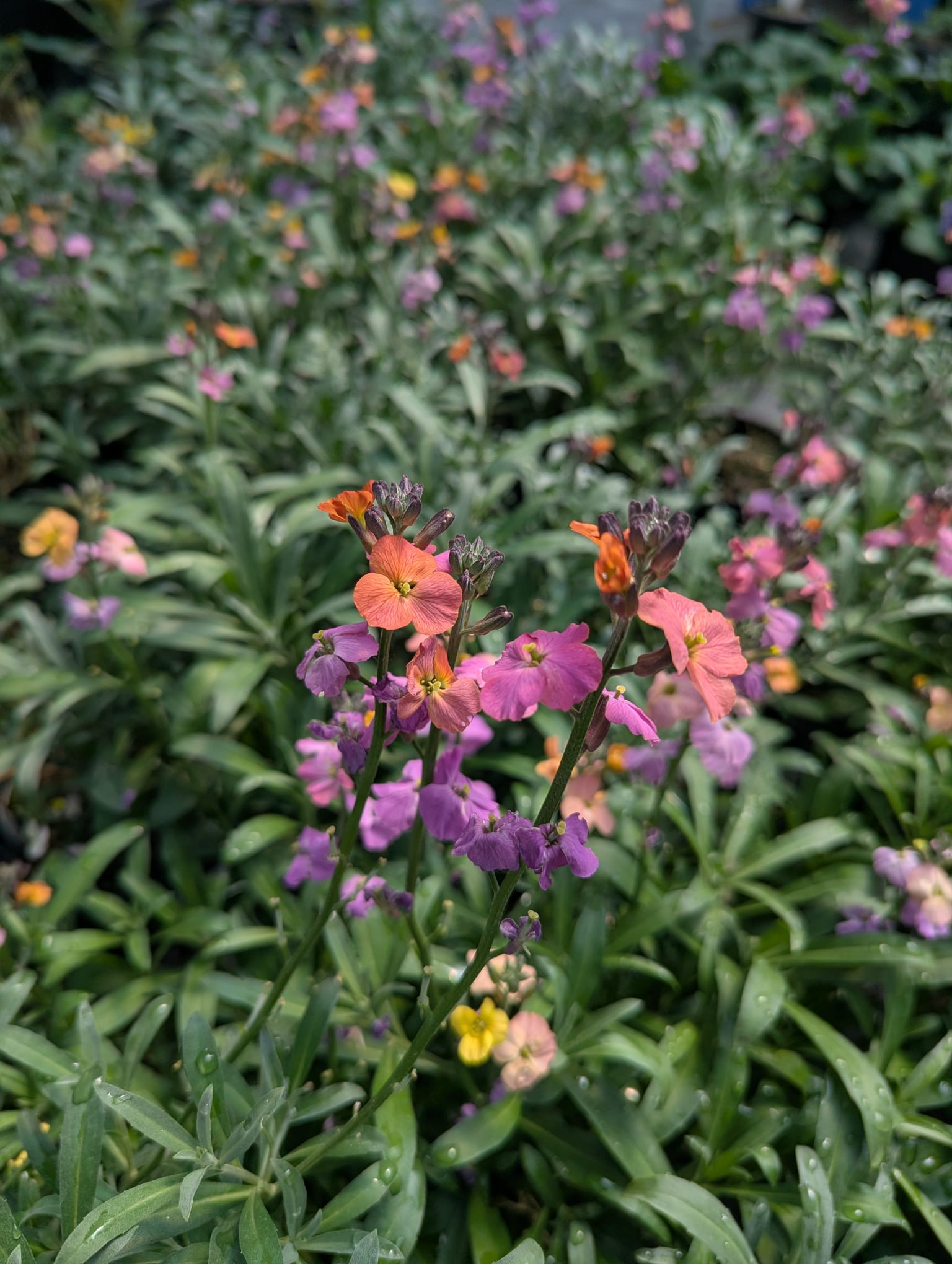 Erysimum linifolium Erysistible Magenta Erysistible Magenta Wallflower