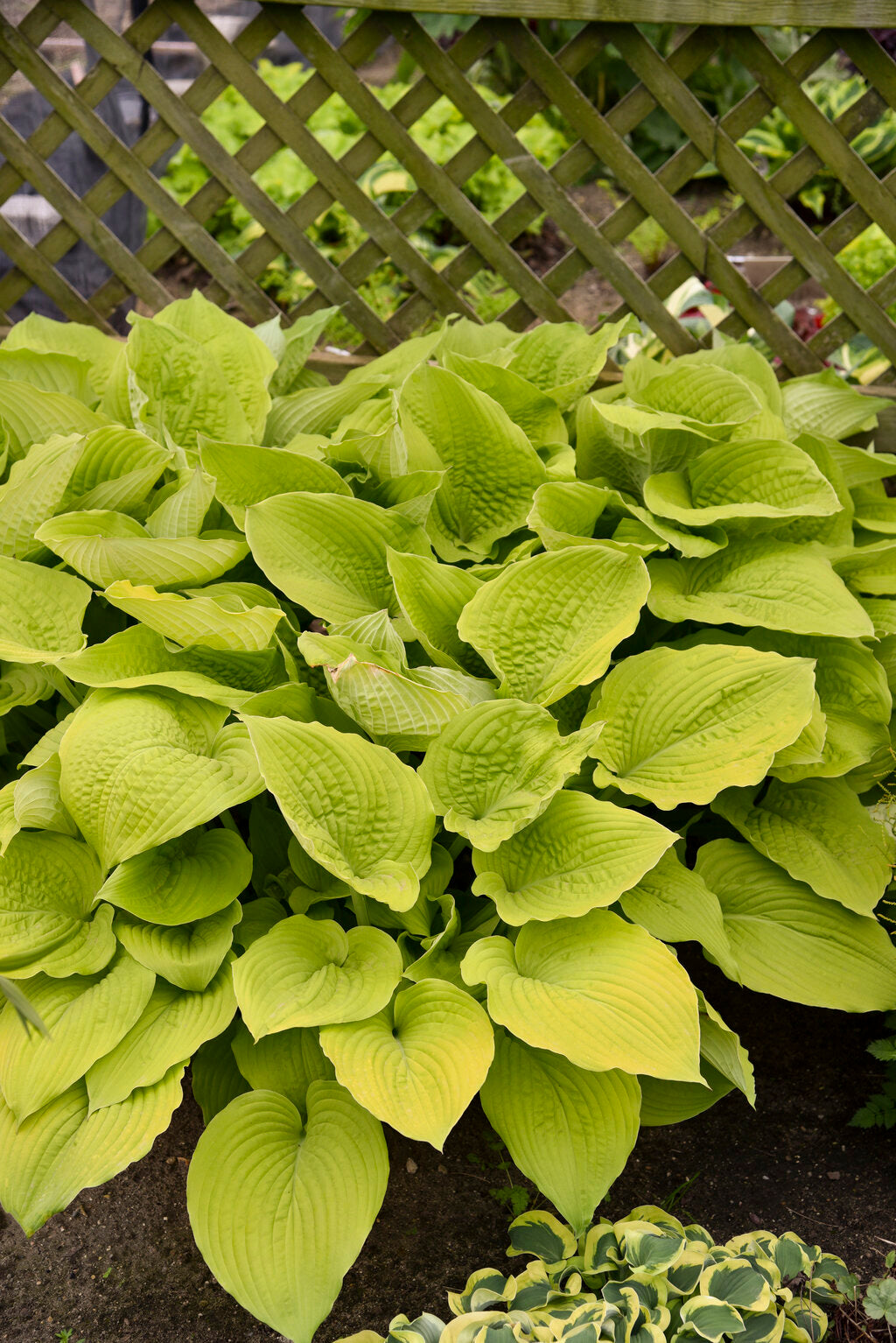 Hosta x Coast to Coast PP26469 Coast to Coast Hosta