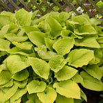 Hosta Coast to Coast PP26469 Coast to Coast Hosta