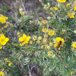 Potentilla fruticosa Shrubby Cinquefoil