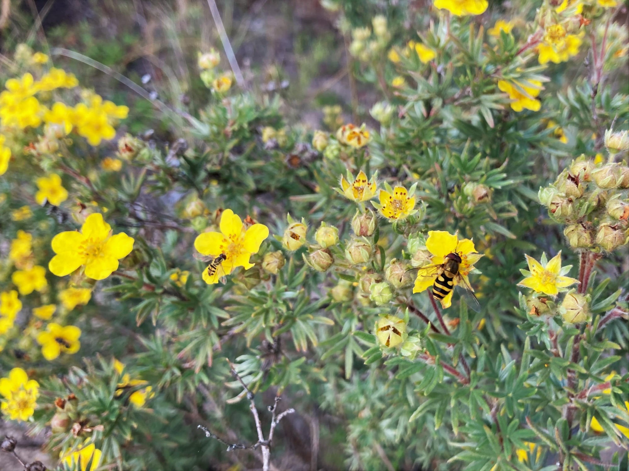 Potentilla fruticosa Shrubby Cinquefoil