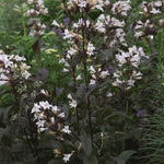 Penstemon digitalis Husker Red Beardtongue