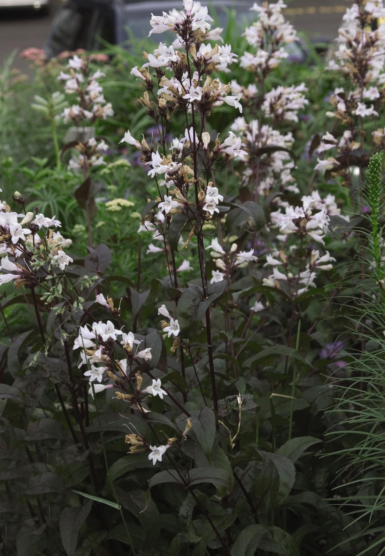 Penstemon digitalis Husker Red Beardtongue