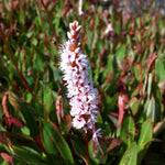 Persicaria affinis Fleece Flower