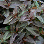Persicaria microcephala Chocolate Dragon PP17325, COPF Fleece Flower
