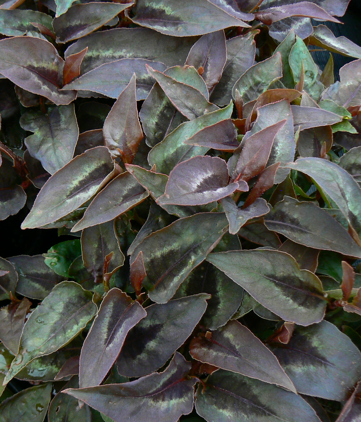 Persicaria microcephala Chocolate Dragon PP17325, COPF Fleece Flower