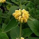 Phlomis russeliana Turkish Sage