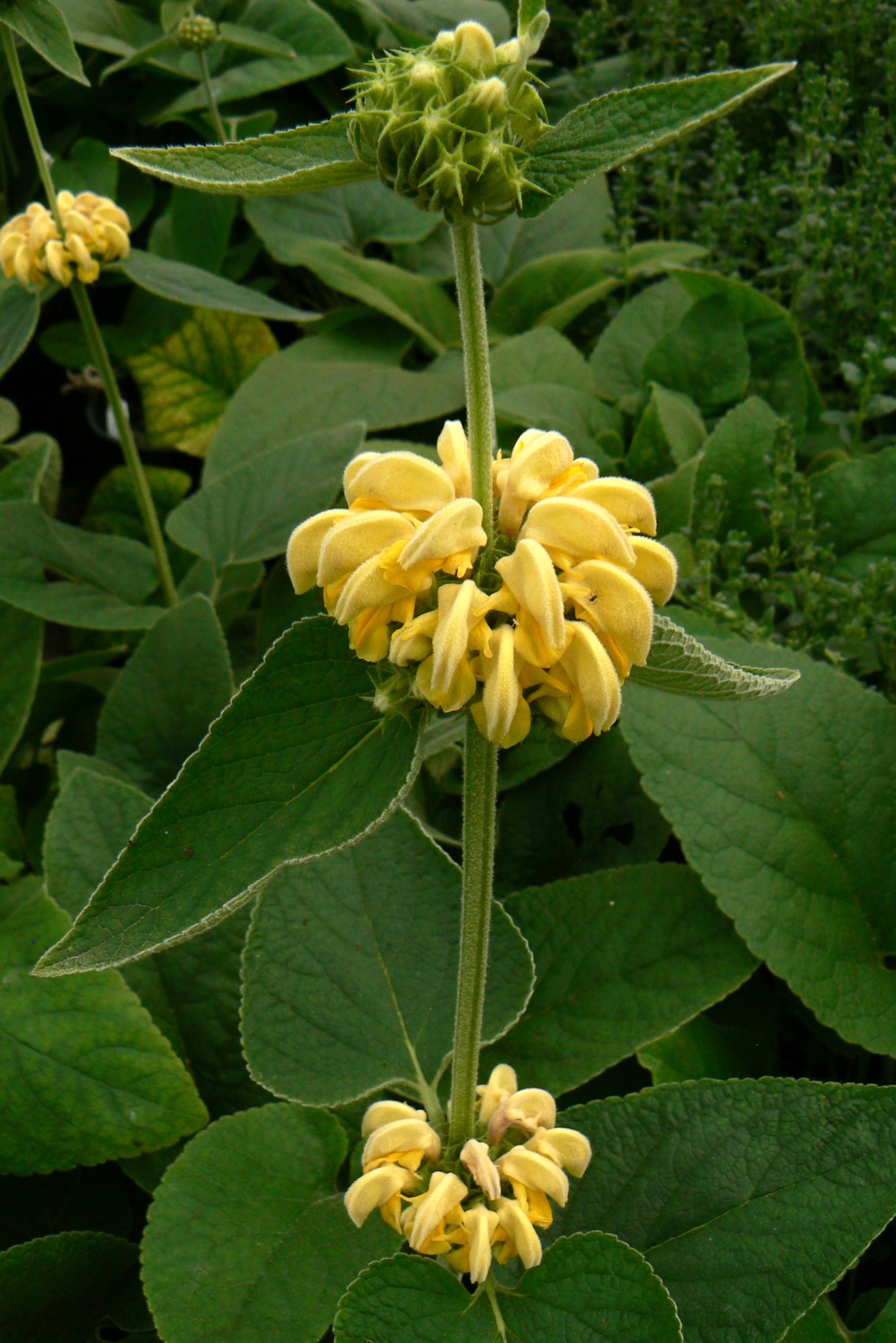 Phlomis russeliana Turkish Sage