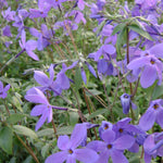 Phlox stolonifera Sherwood Purple Creeping Woodland Phlox