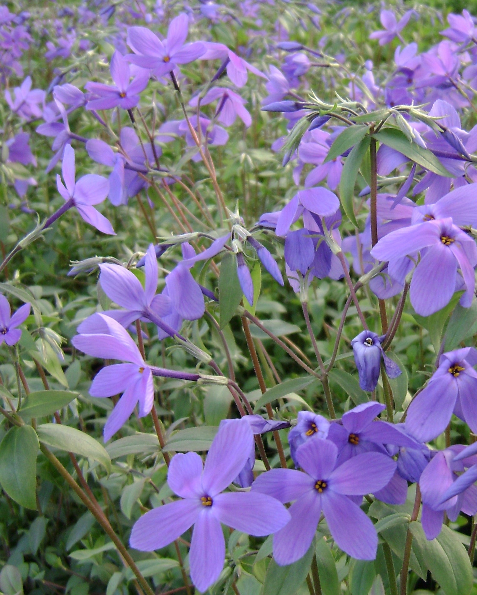 Phlox stolonifera Sherwood Purple Creeping Woodland Phlox