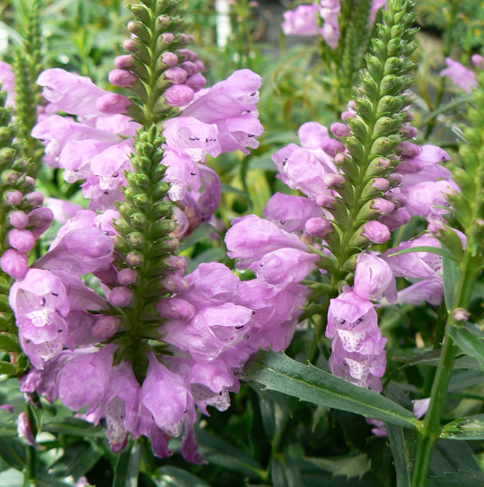 Physostegia virginiana Vivid Obedient Plant