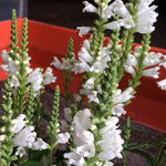 Physostegia virginiana Crown of Snow White Crown False Dragonhead