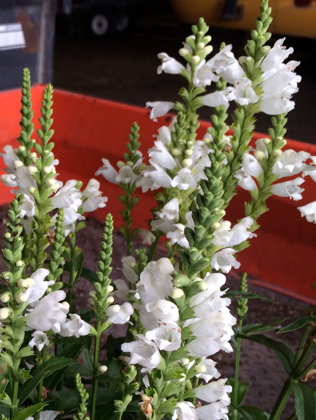 Physostegia virginiana Crown of Snow White Crown False Dragonhead