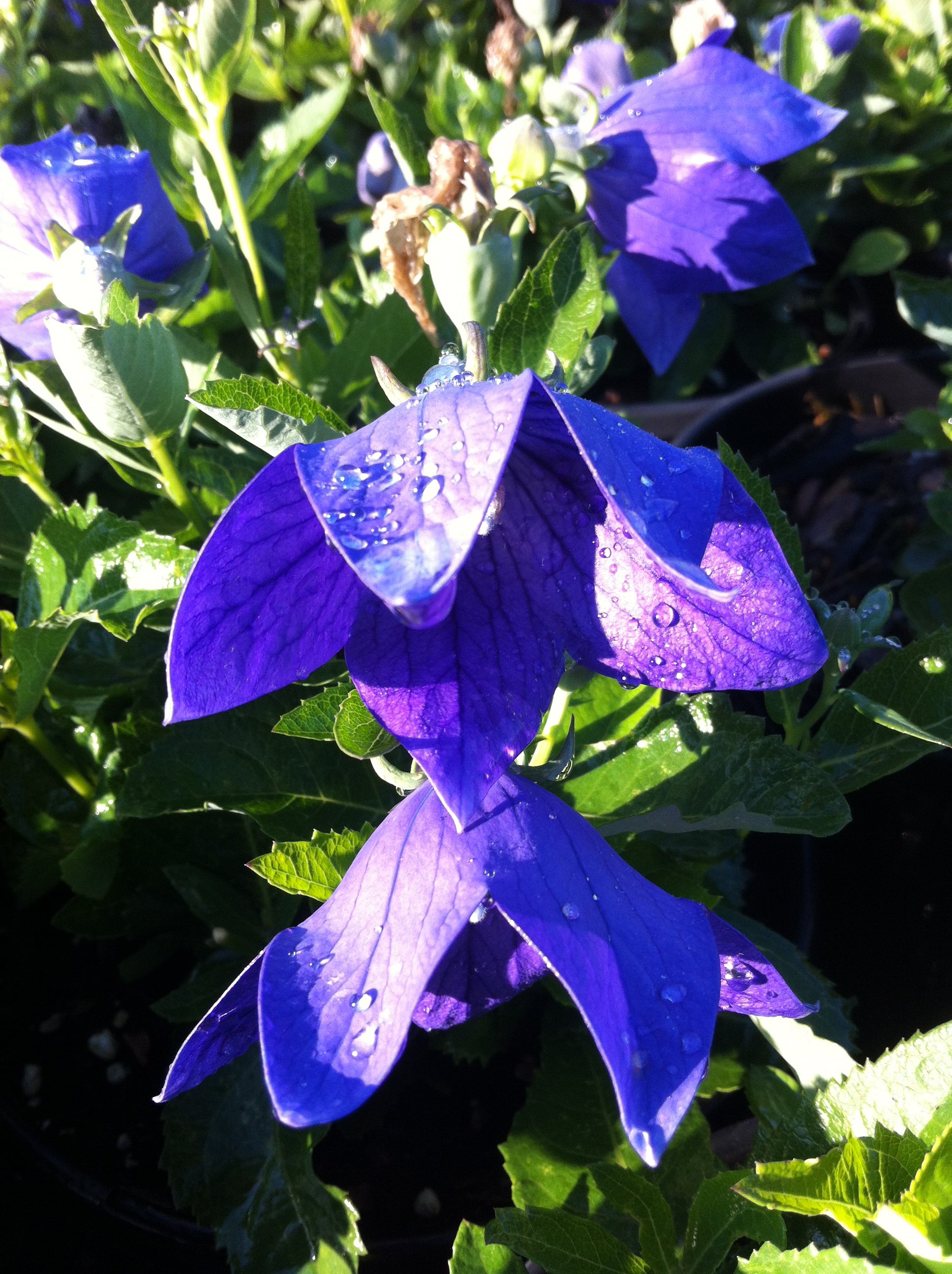 Platycodon grandiflorus Sentimental Blue Balloon Flower