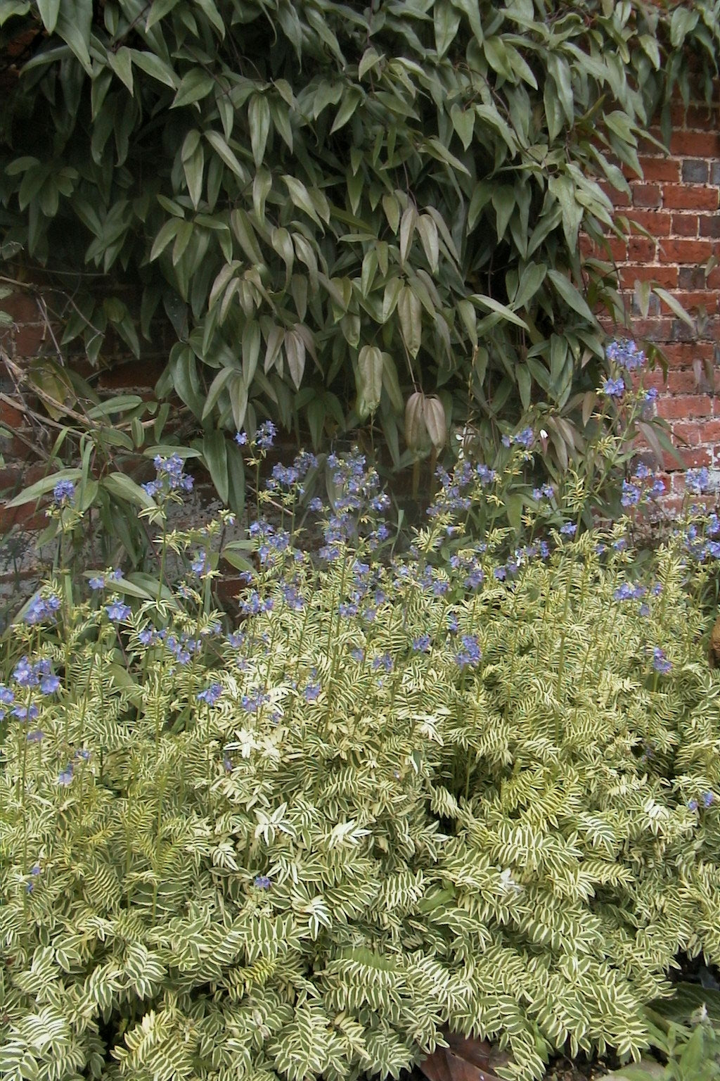 Polemonium caeruleum Brise d'Anjou Blanjou PP9781, CPBR1321 Variegated Jacob's Ladder