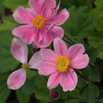 Anemone hupehensis Prince Henry Prinz Heinrich Prince Henry Japanese Anemone