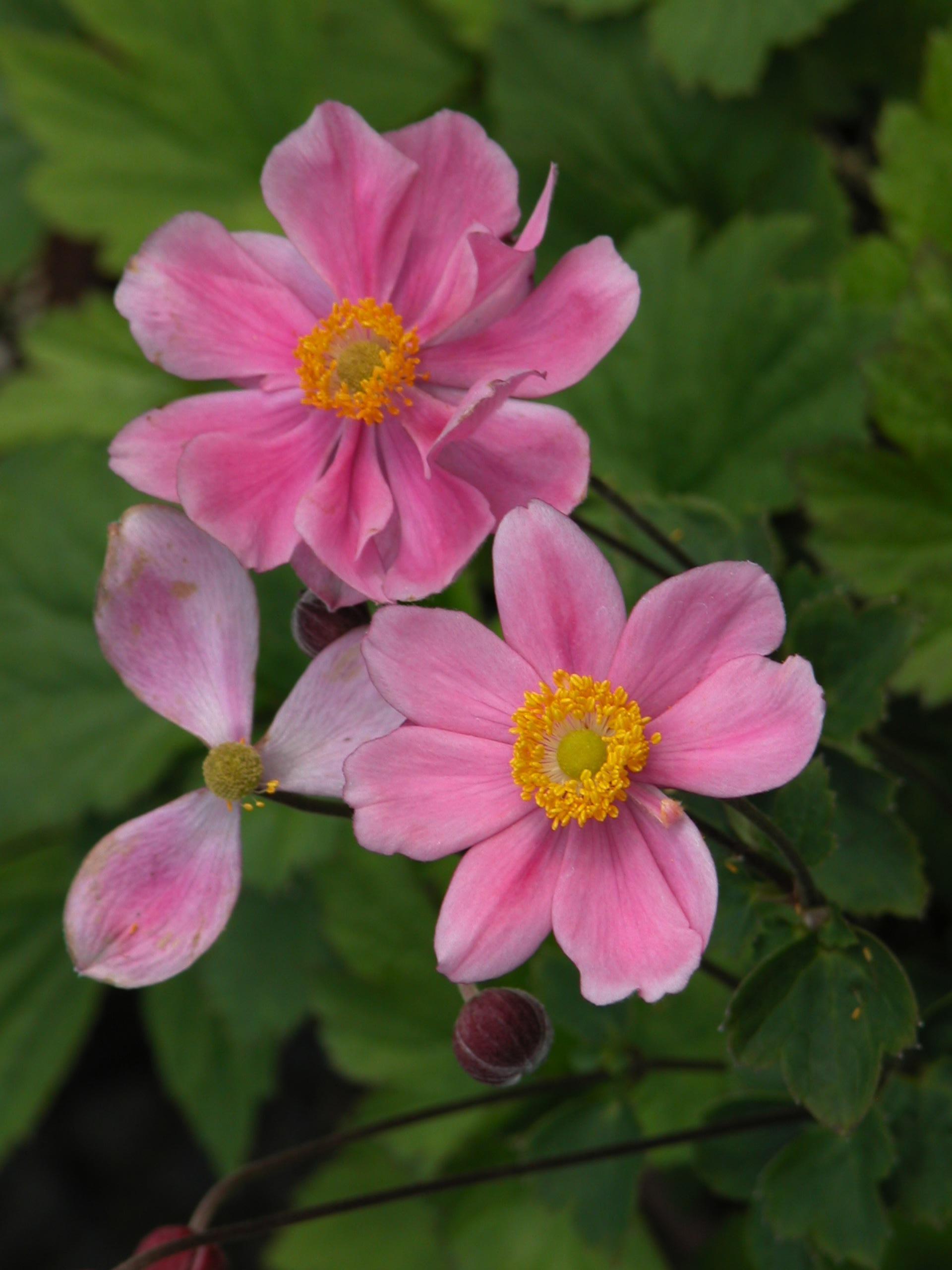 Anemone hupehensis Prince Henry Prinz Heinrich Prince Henry Japanese Anemone
