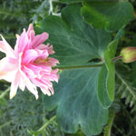 Aquilegia vulgaris Pink Barlow Columbine