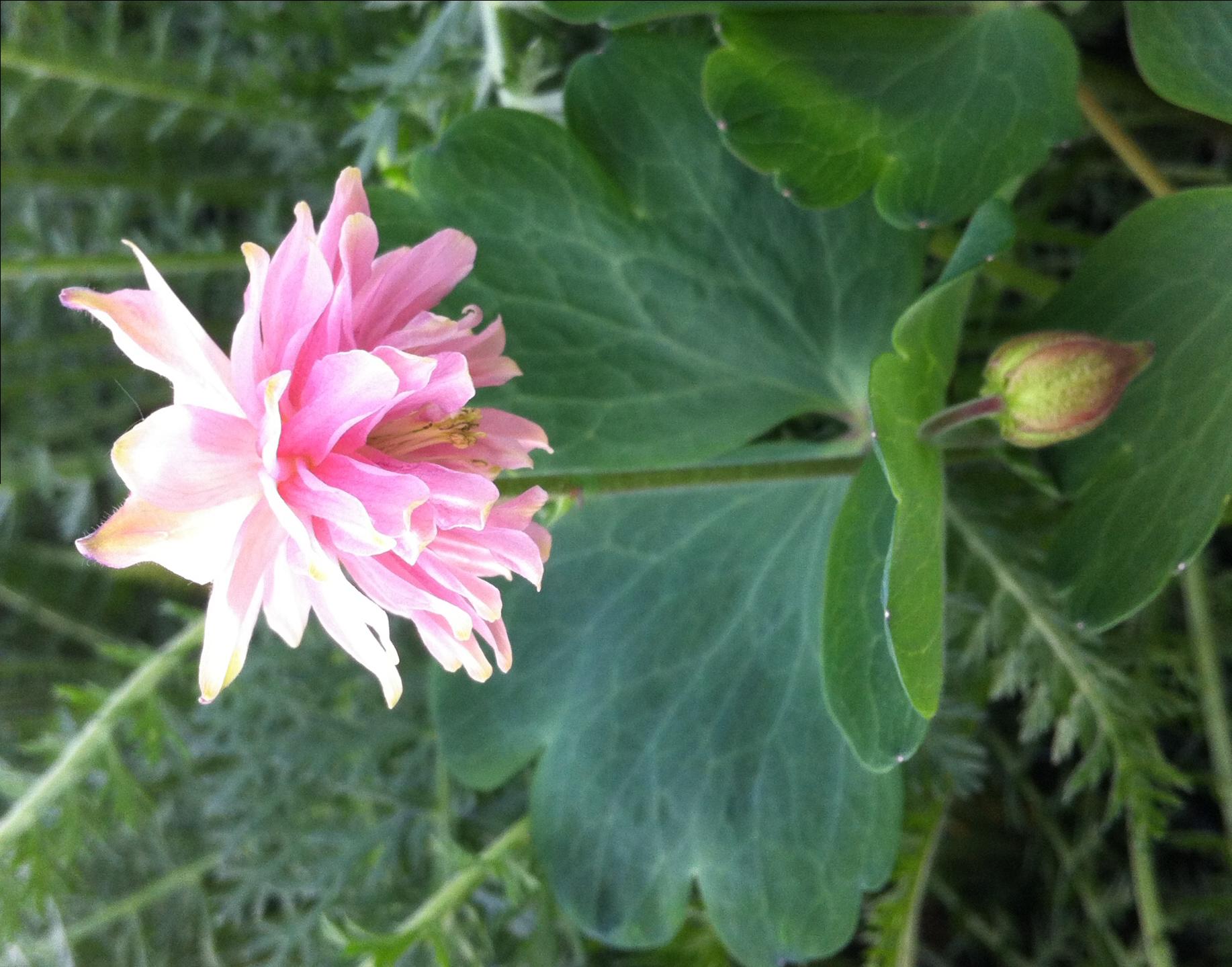 Aquilegia vulgaris Pink Barlow Columbine