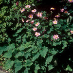 Anemone x hybrida September Charm Windflower