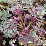 Polemonium reptans Touch of Class PP19768 Jacob's Ladder