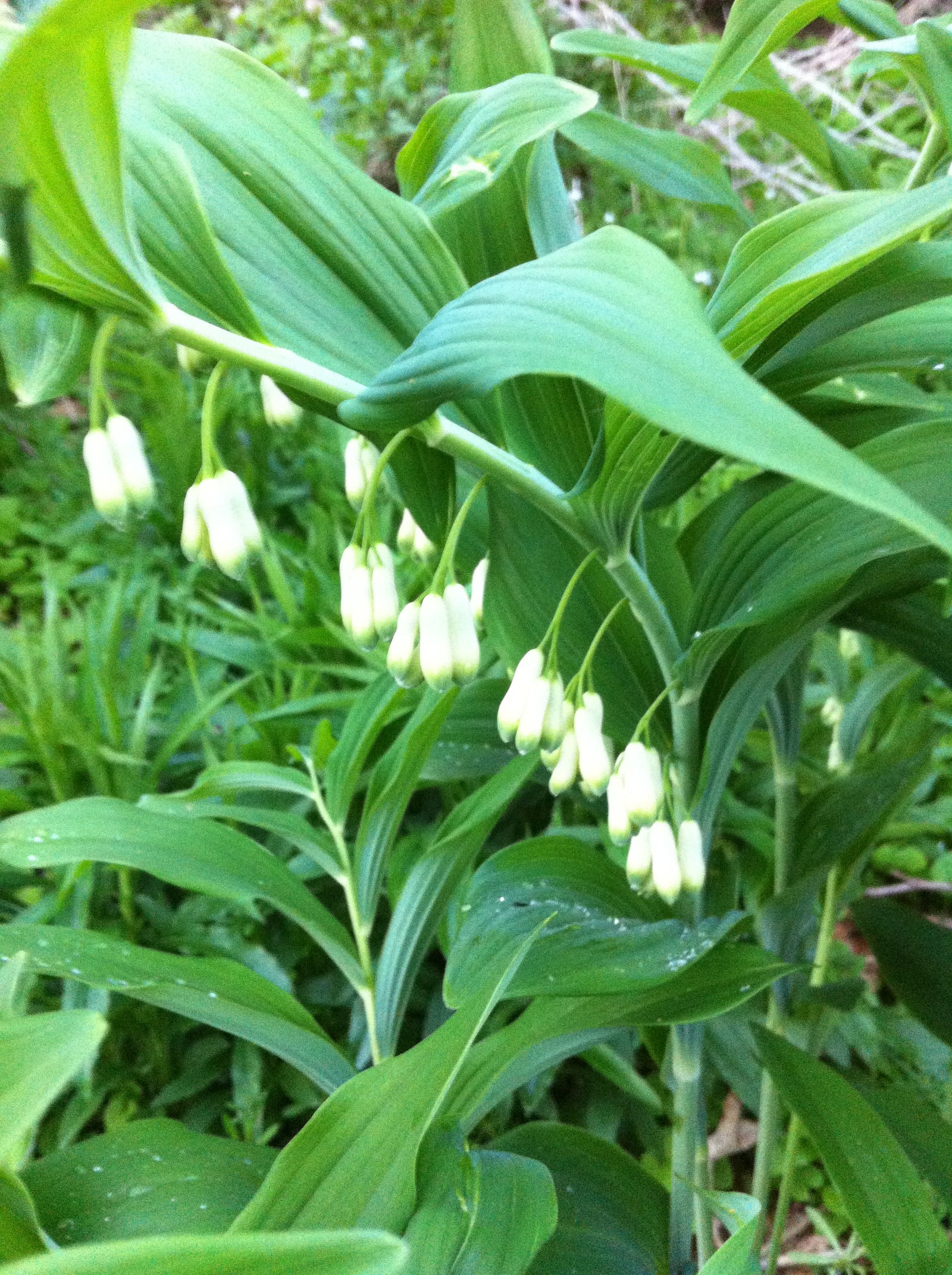 Polygonatum multiflorum Solomon's Seal