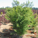 Acer palmatum dissectum Seiryu Green Dragon Japanese Maple