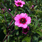 Potentilla nepalensis Miss Willmot Nepal Cinquefoil