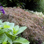 Acer palmatum var. dissectum Tamukeyama Tamukeyama Japanese Maple