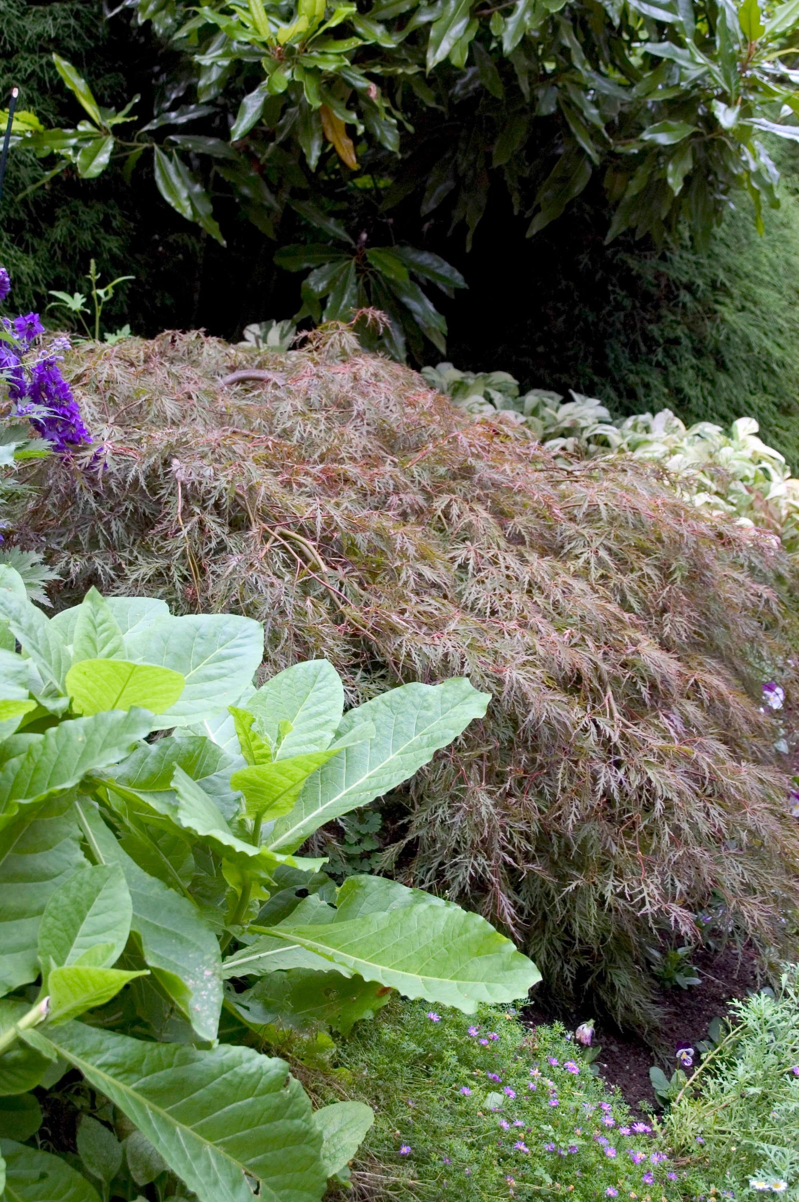Acer palmatum var. dissectum Tamukeyama Tamukeyama Japanese Maple