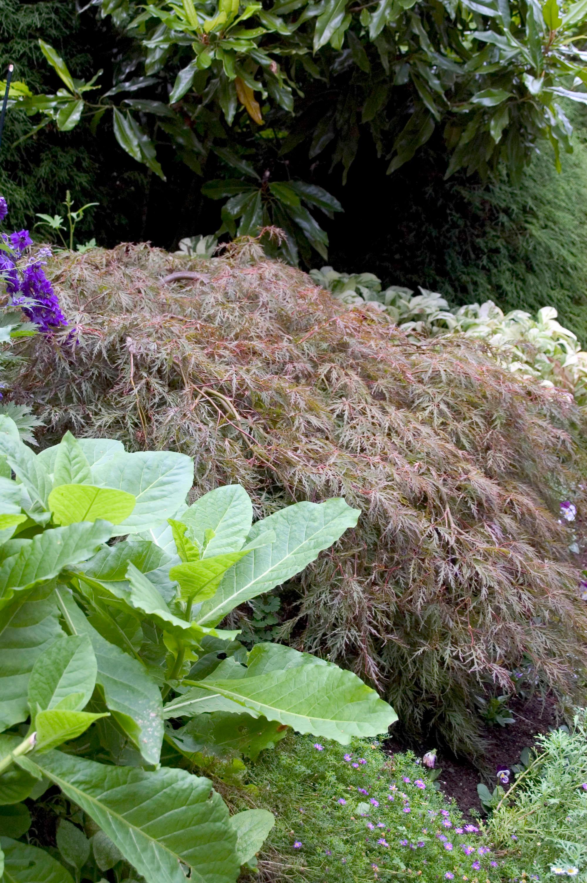 Acer palmatum var. dissectum Tamukeyama Tamukeyama Japanese Maple