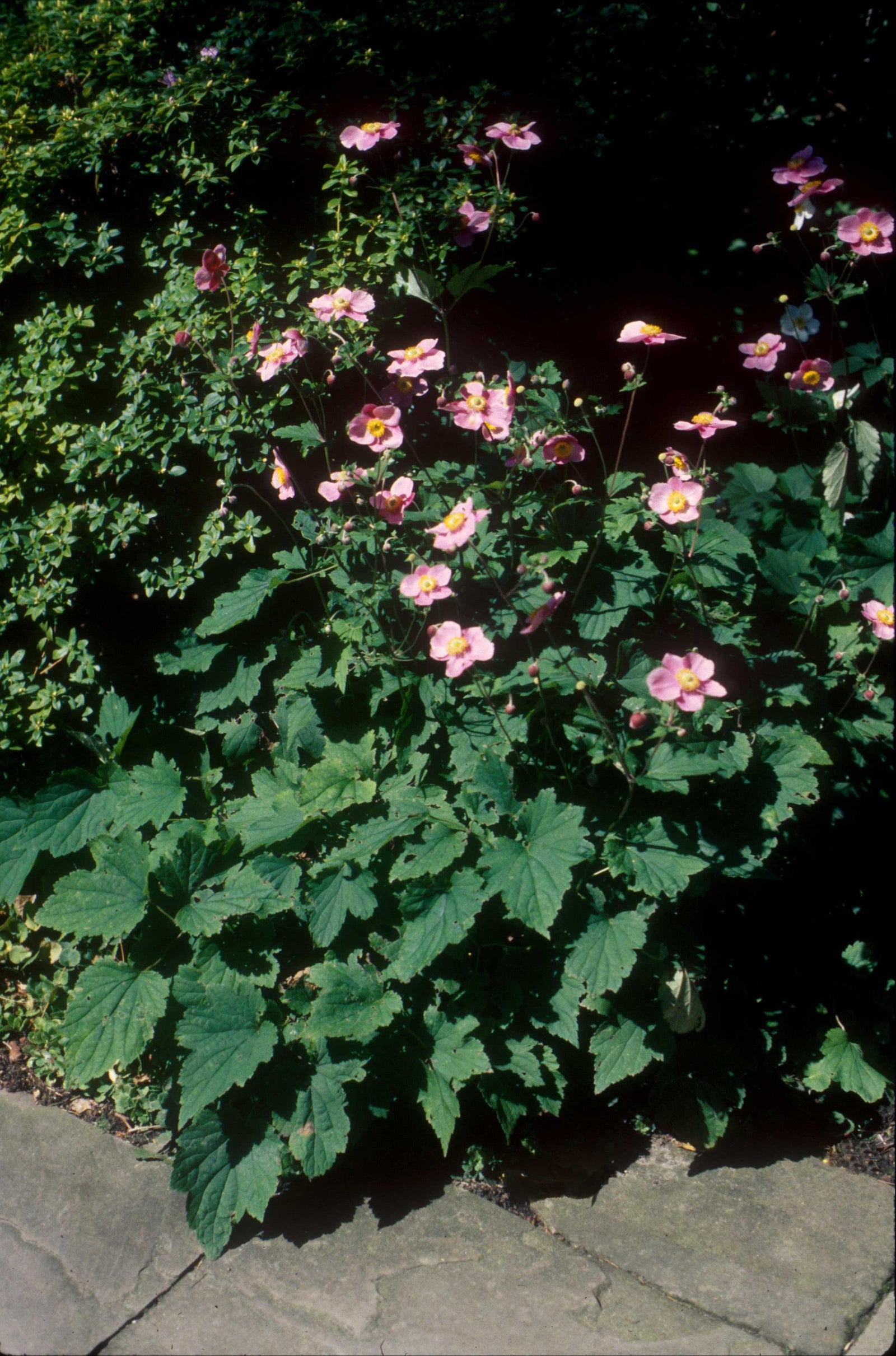 Anemone x hybrida September Charm September Charm Japanese Anemone
