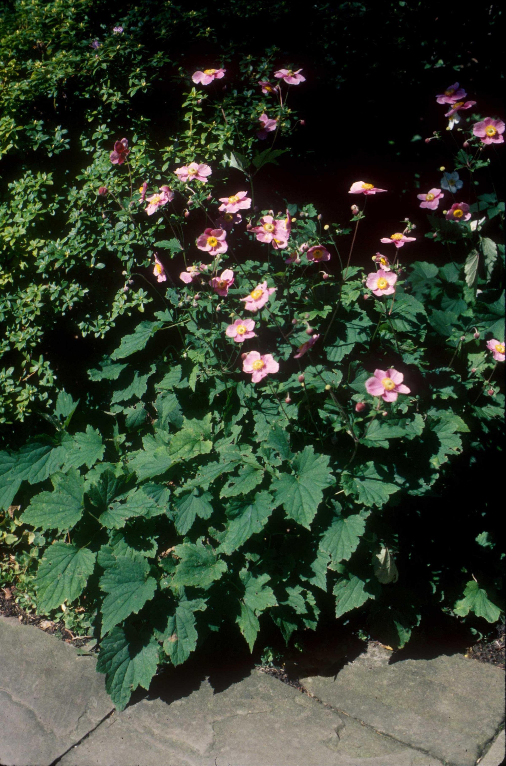 Anemone x hybrida September Charm September Charm Japanese Anemone