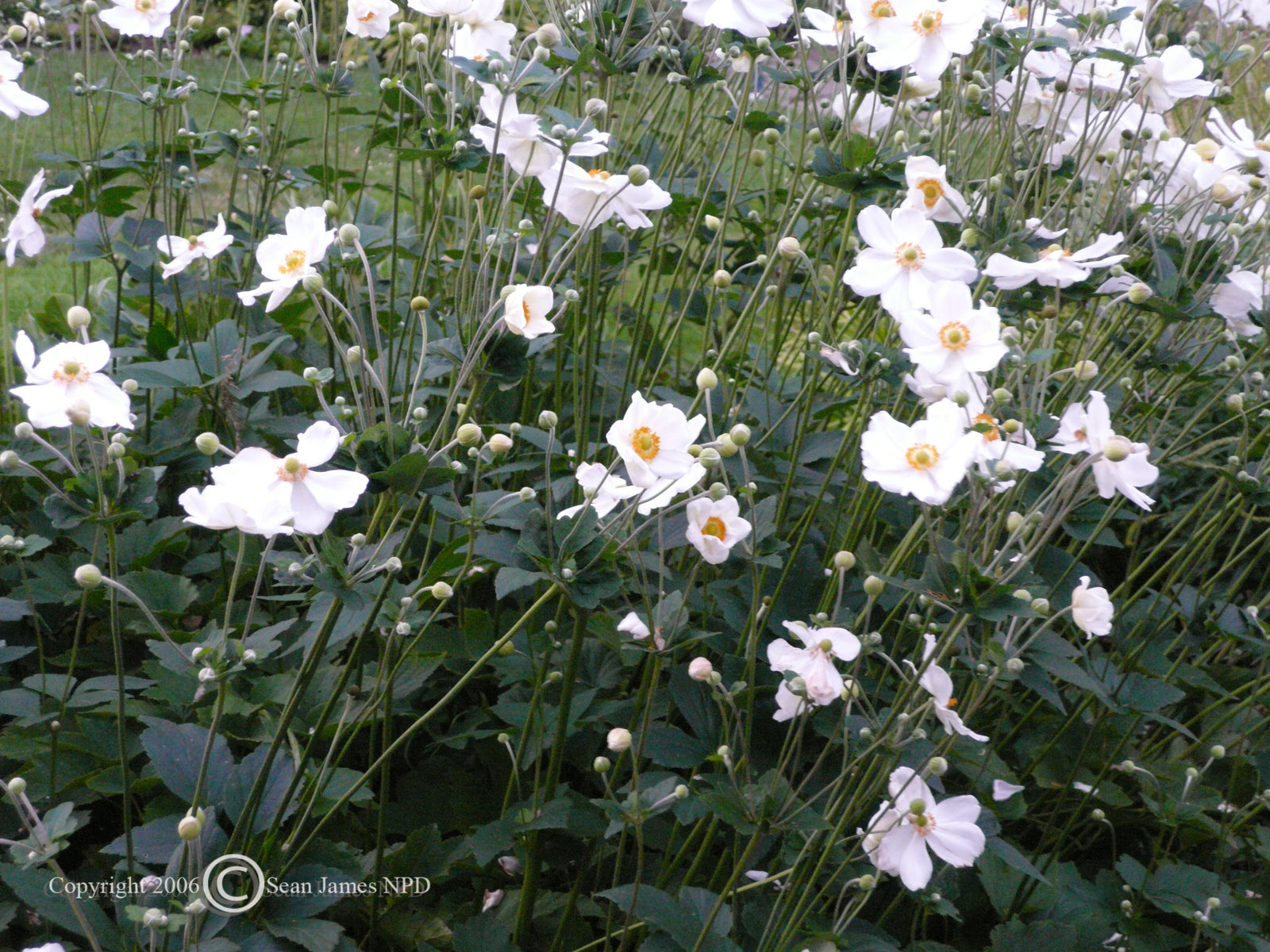 Anemone x hybrida Honorine Jobert Japanese Anemone